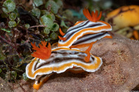 Chromodoris magnifica (Magnificent Chromodoris)