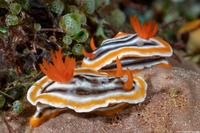Chromodoris magnifica (Magnificent Chromodoris)