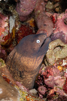 Gymnothorax thyrsoideus (White-Eyed Moray)