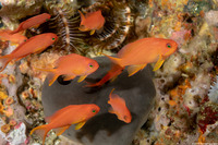 Pseudanthias squamipinnis (Scalefin Anthias)