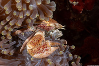 Neopetrolisthes maculatus (Spotted Porcelain Crab)