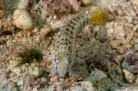 Parapercis cylindrica (Sharpnose Sandperch)