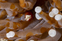 Cuapetes kororensis (Mushroom Coral Shrimp)
