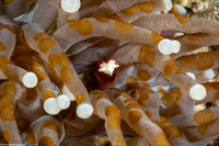 Waminoa sp.1 (Waminoa sp.1)