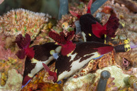 Nembrotha chamberlaini (Chamberlain's Nembrotha)
