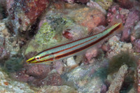 Hologymnosus doliatus (Pastel Ring Wrasse)