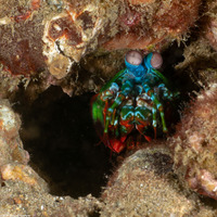 Odontodactylus scyllarus (Peacock Mantis Shrimp)