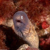 Urocaridella antonbruunii (Clear Cleaner Shrimp)
