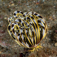Anneissia bennetti (Bennett's Feather Star)