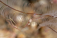 Rapipontonia paragalene (Brownstripe Hydroid Shrimp)