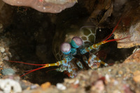 Odontodactylus scyllarus (Peacock Mantis Shrimp)