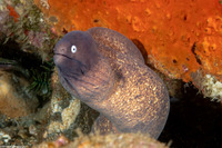 Gymnothorax thyrsoideus (White-Eyed Moray)