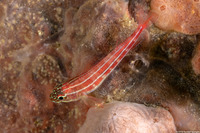 Helcogramma striata (Striped Triplefin)