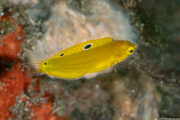 Halichoeres chrysus (Canary Wrasse)