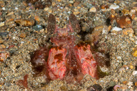 Lysiosquilla lisa (Lisa's Mantis Shrimp)