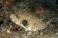 Arothron hispidus (White-Spotted Puffer)