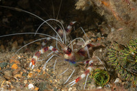 Stenopus hispidus (Banded Coral Shrimp)