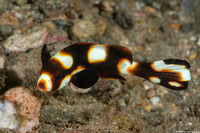 Plectorhinchus vittatus (Oriental Sweetlips)
