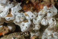 Didemnum sp.7 (Didemnum sp.7)