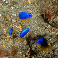 Pomacentrus coelestis (Neon Damsel)