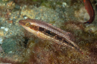 Oxycheilinus orientalis (Oriental Wrasse)