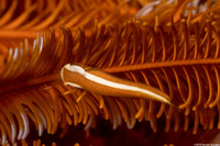 Discotrema monogrammum (Oneline Clingfish)