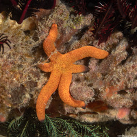 Echinaster luzonicus (Luzon Sea Star)