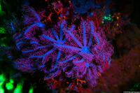 Clavularia sp.1 (Clavularia sp.1)