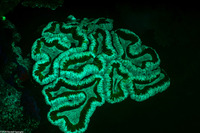 Lobophyllia hemprichii (Lobed Brain Coral)