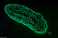 Polyphyllia talpina (Slipper Coral)