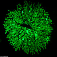 Heliofungia actiniformis (Heliofungia Actiniformis)