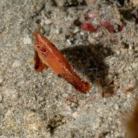 Leander plumosus (Long Nose Rock Shrimp)