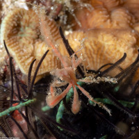 Achaeus sp.1 (Achaeus sp.1)