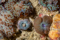 Discosoma sp.2 (Discosoma sp.2)