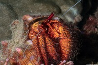 Dardanus megistos (White-Spotted Hermit Crab)