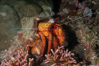 Dardanus megistos (White-Spotted Hermit Crab)