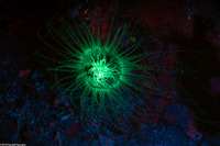 Cerianthus filiformis (Cerianthus Filiformis)