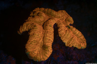 Lobophyllia hemprichii (Lobed Brain Coral)