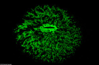 Heliofungia actiniformis (Heliofungia Actiniformis)