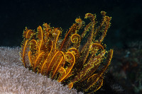 Anneissia bennetti (Bennett's Feather Star)