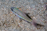 Pristiapogon exostigma (Narrowstripe Cardinalfish)