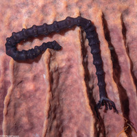 Euapta sp.2 (Euapta sp.2)