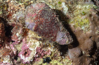 Dardanus lagopodes (Dark Knee Hermit Crab)
