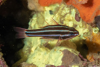 Ostorhinchus nigrofasciatus (Blackstripe Cardinalfish)