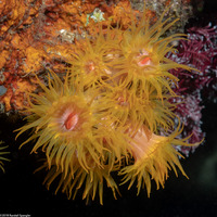 Tubastraea coccinea (Orange Cup Coral)