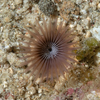 Serpulidae sp.1 (Serpulidae sp.1)