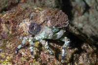Cyclocoeloma tuberculatum (Corallimorph Decorator Crab)