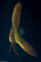 Platax teira (Longfin Spadefish)