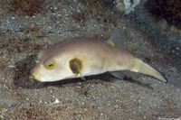 Arothron immaculatus (Immaculate Puffer)