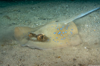 Neotrygon kuhlii (Blue-Spotted Stingray)